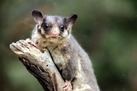 Reflex Paper Threat to Melbourne's Mountain Ash and a Unique Possum